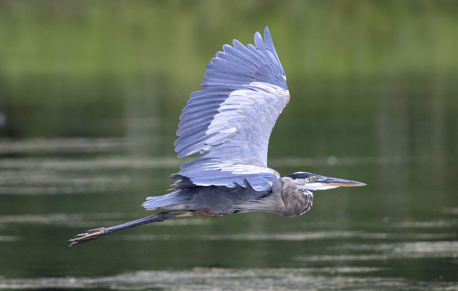Saltville Blue Heron